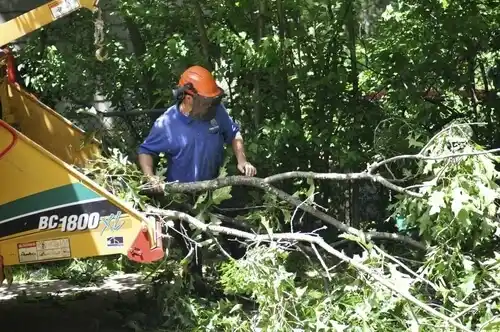 tree services Powers